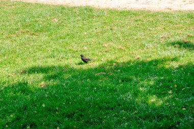 Bir kuş yeşil çim tarlasında yürüyor. Kuş küçük ve siyah.