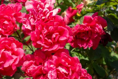 Yeşil yapraklı bir demet kırmızı çiçek. Çiçekler tamamen çiçek açmış ve çok güzeller.