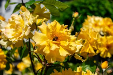 Bir tanesinde arı olan bir demet sarı çiçek. Çiçekler bir bahçede ve arı sarı bir çiçeğin üzerinde.