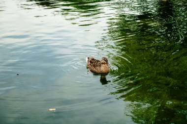 Bir ördek gölette yüzüyor. Su sakin ve berrak. Ördek ağaçlarla çevrili ve gökyüzü mavi.