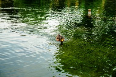 Bir ördek gölette yüzüyor. Su yeşil ve sakin.