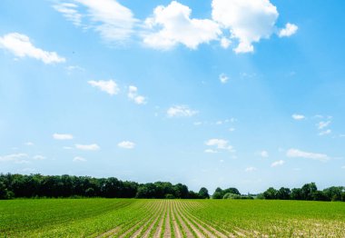 Arka planda açık mavi gökyüzü olan bir mısır tarlası gösteriliyor. Gökyüzü bulutlarla kaplı, ortama huzurlu ve huzurlu bir atmosfer veriyor.