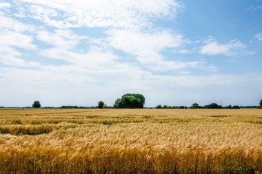 Ortasında ağaç olan altın buğday tarlası. Gökyüzü açık ve mavi