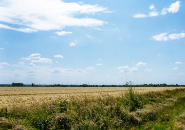 Arka planda açık mavi gökyüzü olan bir çimen tarlası. Gökyüzü bulutlarla kaplı, ortama huzurlu ve huzurlu bir atmosfer veriyor.
