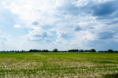 Arka planda birkaç ağaç olan bir çim tarlası. Gökyüzü bulutlu ve güneş bulutların arasında parlıyor.