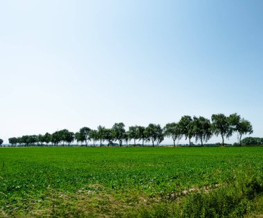 Arka planda mavi gökyüzü olan yeşil çimen tarlası. Otlar yemyeşil ve gökyüzü berrak.