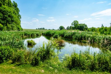 Arka planda bir sürü çimen ve ağaç olan bir gölet. Su sakin ve berrak.