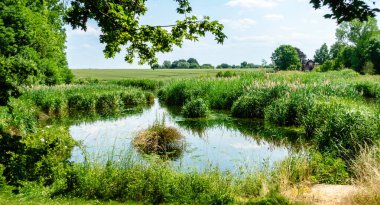 Arka planda ağaç olan bir gölet. Gölet çimenler ve ağaçlarla çevrilidir. Gökyüzü mavi ve gökyüzünde bulutlar var.