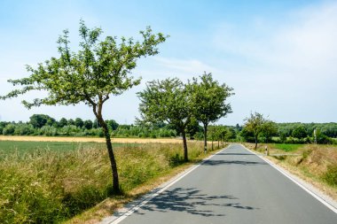 Her iki tarafında üç ağaç olan bir yol. Yol boş ve gökyüzü temiz.