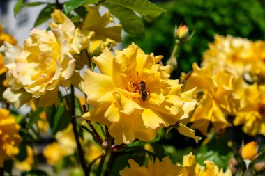 Üzerinde arı olan sarı bir çiçek. Çiçek diğer sarı çiçeklerle çevrilidir.