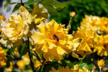 Üzerinde arı olan sarı bir çiçek. Çiçek diğer sarı çiçeklerle çevrilidir.