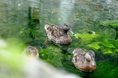 Üç ördek yeşil bir gölette yüzüyor. Su bulanık ve ördekler yeşil bitkilerle çevrili.