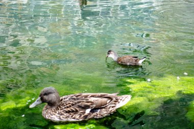 Two ducks are swimming in a pond with green grass. The pond is calm and peaceful. The ducks seem to be enjoying their time in the water clipart