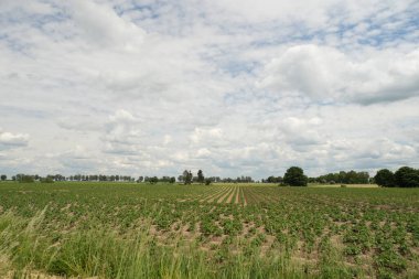 Arka planda bulutlu bir gökyüzü olan bir ekin tarlası gösteriliyor. Gökyüzü çoğunlukla bulutlu, ama bazı mavi gökyüzü parçaları var.