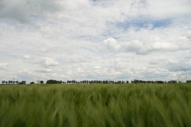 Arka planda bulutlu bir gökyüzü olan bir çimen tarlası. Gökyüzü çoğunlukla beyaz ve bazı bulutlar etrafa saçılmış. Otlar uzun ve yeşil, alana huzurlu ve huzurlu bir atmosfer sağlıyor.