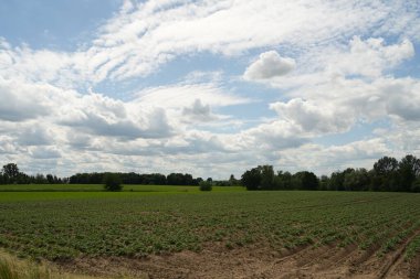Arka planda bulutlu bir gökyüzü olan bir ekin tarlası gösteriliyor. Gökyüzü çoğunlukla mavi ve bazı bulutlar etrafa saçılmış. Tarla yemyeşil ve yemyeşil, çeşitli ekinler yetişiyor.