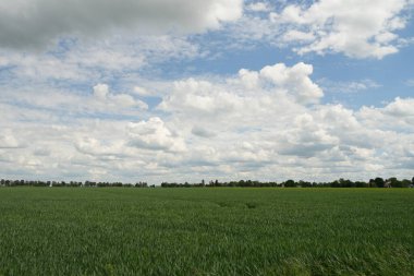Arka planda birkaç ağaç olan büyük bir yeşil çimen tarlası. Gökyüzü çoğunlukla açık ve birkaç bulut etrafa saçılmış.