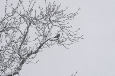 Bir kuş karda bir ağaç dalına tünemiştir. Kuşun yalnız olduğu ve karla kaplı ağacın sakin ve sakin bir atmosfer yarattığı görüntüde huzurlu bir hava var.