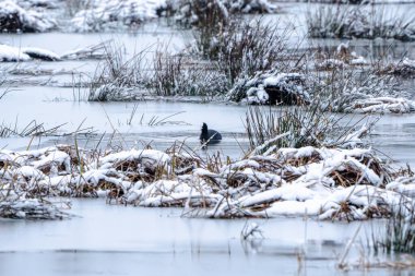 Bir kuş karla çevrili bir gölde yüzüyor. Görünürdeki tek canlı kuş olduğu için manzara huzurlu ve huzurlu. Karla kaplı arazi bir sükunet hissi yaratıyor.