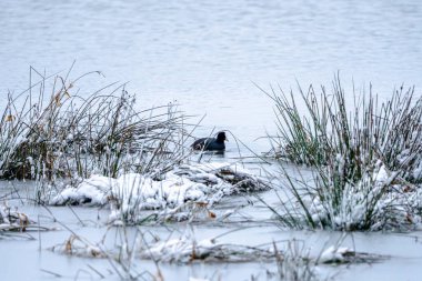 Bir kuş uzun otlarla çevrili bir su kütlesinde yüzüyor. Sahne, karla kaplı zemin ve suda kuşun yansımasıyla huzurlu ve huzurlu.