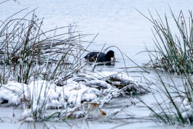 Uzun otlarla çevrili bir gölde siyah bir ördek yüzüyor. Görünürdeki tek canlı ördek olduğu için manzara huzurlu ve huzurlu. Karla kaplı zemin ve su bir sakinlik yaratır.