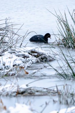 Kara bir ördek yerde karla birlikte gölette yüzüyor. Görüntünün odak noktası ördek olduğu için manzara huzurlu ve huzurlu.