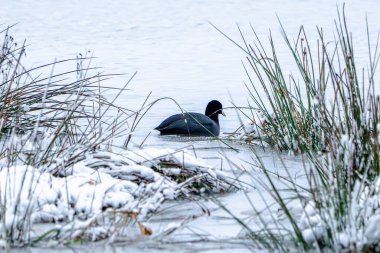 Kara bir ördek yerde karla birlikte gölette yüzüyor. Görünürdeki tek canlı ördek olduğu için manzara huzurlu ve huzurlu.