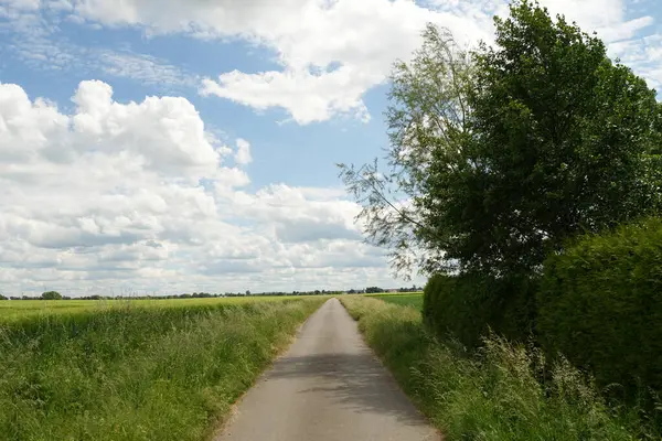 Yan tarafında ağaç, arka tarafında tarla olan bir yol. Gökyüzü mavi ve bulutlar var