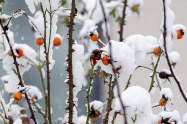 Kar ve kırmızı böğürtlenlerle kaplı bir dal kümesi. Kar, dalları ve böğürtlenleri kaplıyor. Görüntüye huzurlu ve huzurlu bir atmosfer veriyor.