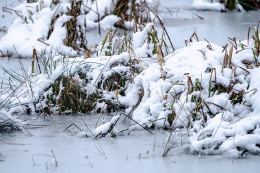 Üzerinde biraz bitki ve kar olan karlı bir tarla. Kar bitkileri ve toprağı kaplıyor.