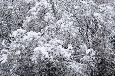 Karla kaplı ağaçlarla kaplı karlı bir orman. Kar beyaz ve kabarık, huzurlu ve huzurlu bir atmosfer yaratıyor. Ağaçlar çıplak, ama kar onlara yaşam ve canlılık hissi veriyor.