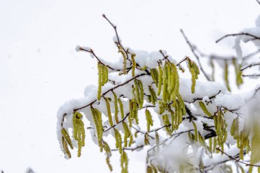 Kar ve yeşil yapraklarla kaplı bir ağaç dalı. Kar yaprakları örtüyor, onları battaniyeye sarılmış gibi gösteriyor. Dinginlik ve sessizlik kavramı