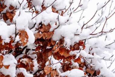 Kar ve yapraklarla kaplı bir ağaç dalı. Kar beyaz ve yapraklar kahverengidir. Resmin huzurlu ve huzurlu bir havası var.