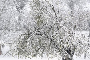 Birkaç dalın hala yeşil olduğu karla kaplı bir ağaç. Kar, ağacı ve zemini kaplıyor.