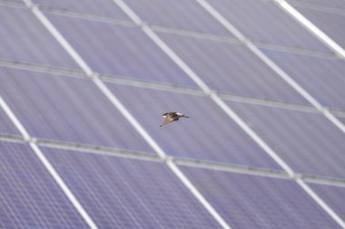 Güneş panelinin üzerinden uçan bir kuş. Kuş küçük ve kahverengi. Güneş paneli büyük ve mavi.