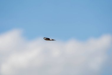 Bulutlu mavi gökyüzünün üzerinde bir kuş yüksekte uçuyor. Kuş küçük ve beyaz, siyah işaretli.