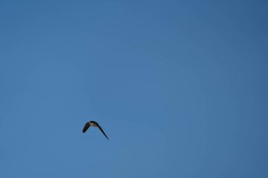 Mavi gökyüzünün üzerinde bir kuş uçuyor. Kuş siyah ve beyazdır. Gökyüzü açık ve parlak