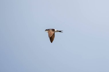 Bir kuş kanatlarını açıp gökyüzünde uçuyor. Gökyüzü berrak ve mavidir ve görüntüdeki tek nesne kuştur.
