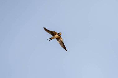Bir kuş kanatlarını açıp gökyüzünde uçuyor. Gökyüzü açık ve mavidir, ve resimde görünen tek nesne kuştur.