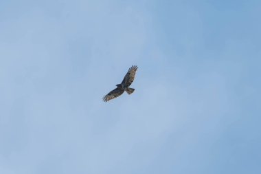 Gökyüzünde bir kuş uçuyor. Gökyüzü mavi ve berrak