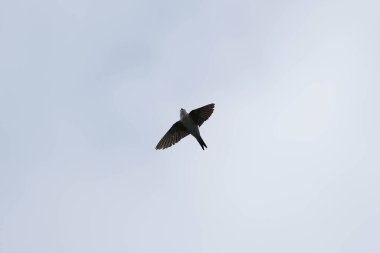 Gökyüzünde bir kuş uçuyor. Gökyüzü açık ve kuş havada.