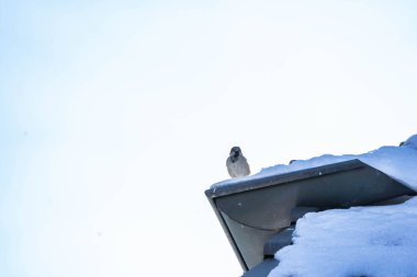 Bir kuş karda bir çatıya tünemiştir. Kuş sessiz kış manzarasında yalnız ve rahatsız edilmediği için, görüntü huzurlu ve huzurlu bir ruh haline sahip.