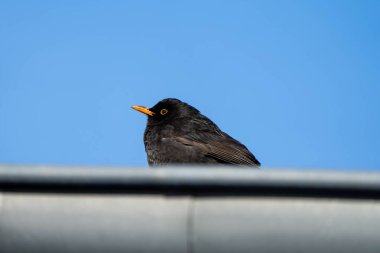 Siyah bir kuş metal korkuluklara tünemiş. Kuş, sola doğru bakıyor. Gökyüzü açık ve mavi