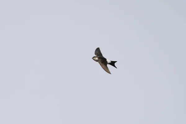Gökyüzünde bir kuş uçuyor. Gökyüzü açık ve kuş yüksekten uçuyor. Kuş siyah beyaz.