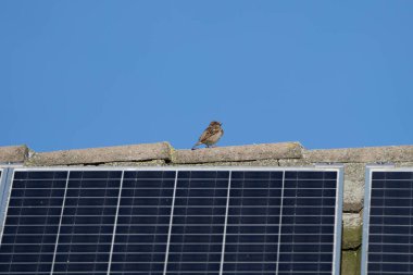 Küçük bir kuş bir güneş panelinin yanındaki çatıya tünemiştir. Kuş gökyüzüne bakıyor ve güneş paneli güneşe bakıyor. Huzurlu ve huzurlu bir sahne.