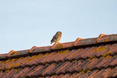 A small owl is perched on a roof. The sky is blue and the sun is shining. The owl is looking down at the ground clipart