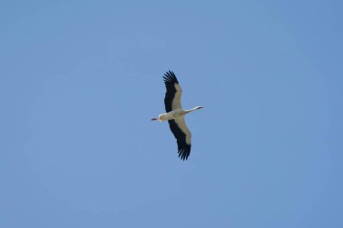 Gökyüzünde beyaz ve siyah bir kuş uçuyor. Kuş mavi gökyüzünün üzerinde süzülüyor