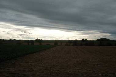 Görüntüde bulutlu bir gökyüzü ile bir mısır tarlası gösteriliyor. Gökyüzü karanlık ve kasvetli, karamsar bir atmosfer yaratıyor. Mısır tarlası geniştir ve tüm görüntüye yayılır.