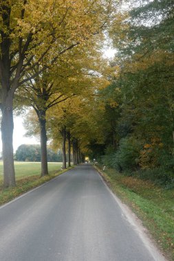 Her iki tarafında ağaçlar ve yerde birkaç yaprak olan bir yol. Yol boş ve ağaçlar sonbaharda.
