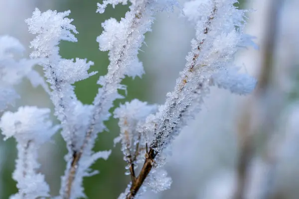 Görüntü, buz ve kar tabakasıyla kaplı bir dalı sergiliyor ve güzel ve sakin bir manzara yaratıyor. Soğuk dallar narin kar taneleriyle süslenir.